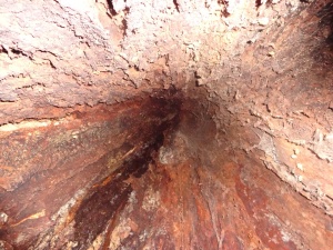 The inside of a red beech tree